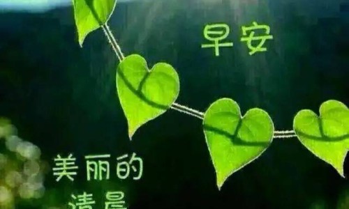 【心可舒片山东沃华药科技股份有限公司】心可舒片是什么药 - 心可舒片(山东沃华医药科技)价格网